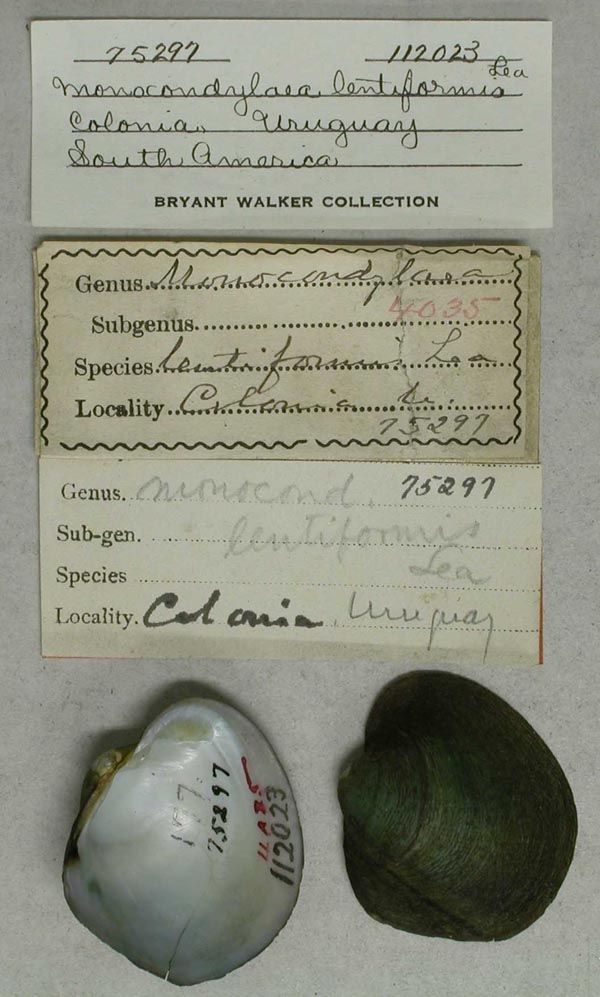 specimen