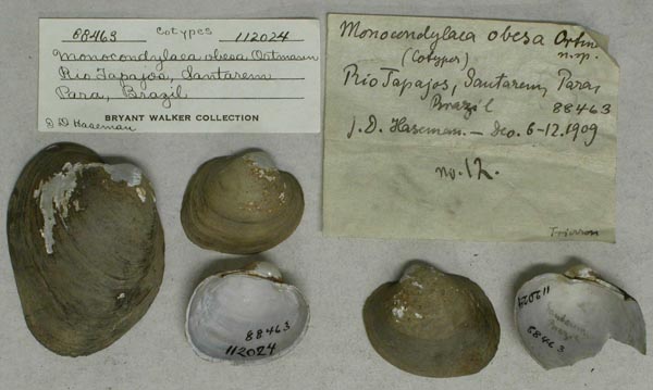 specimen