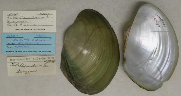 specimen