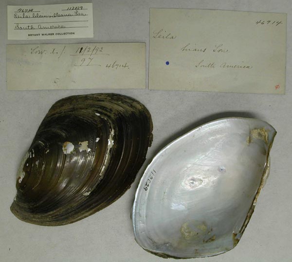 specimen