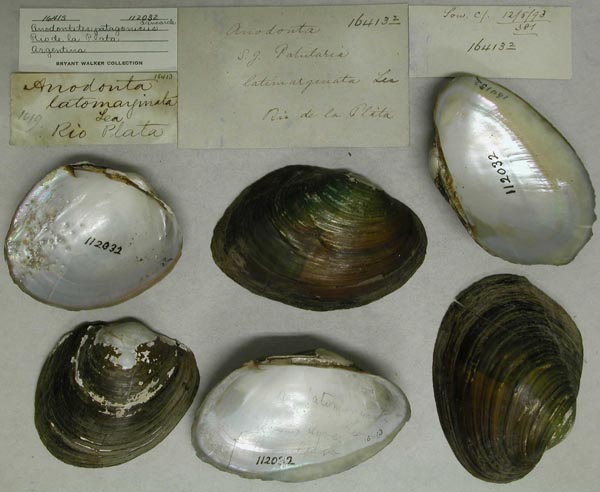 specimen