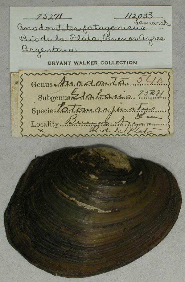 specimen