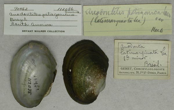 specimen