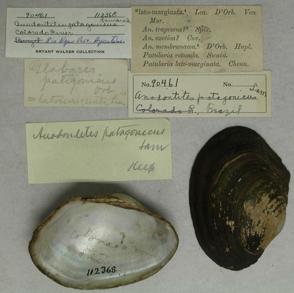 specimen