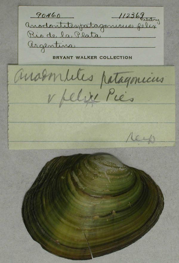 specimen