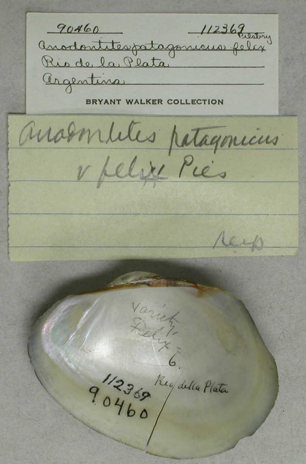 specimen