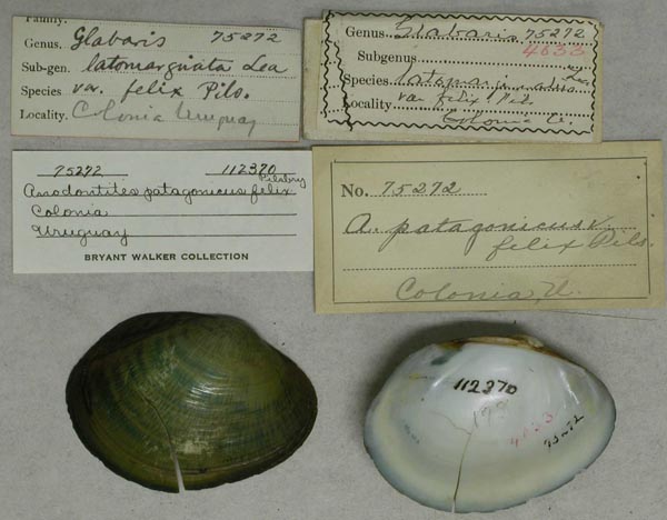 specimen