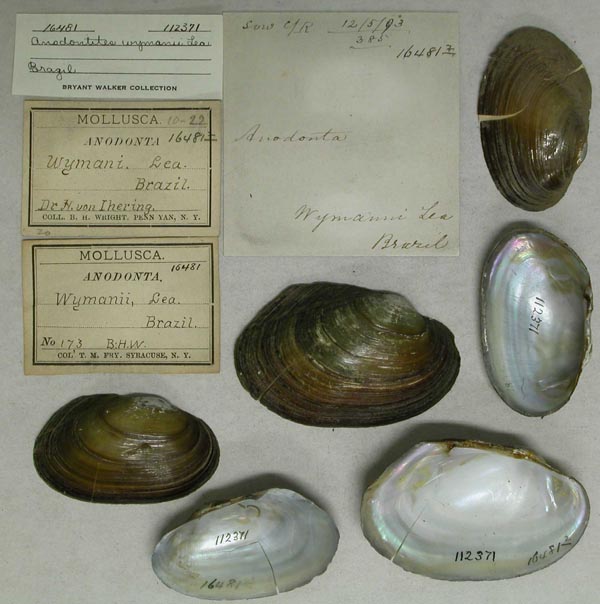 specimen