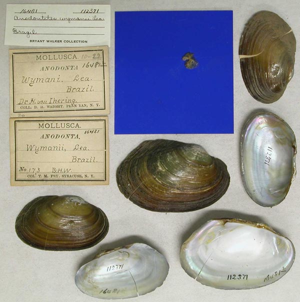 specimen