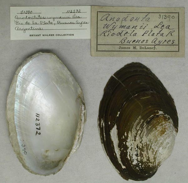 specimen