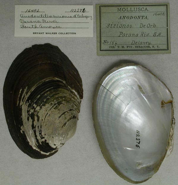specimen