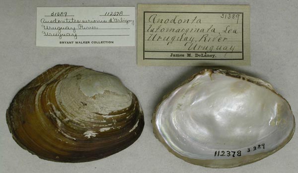 specimen