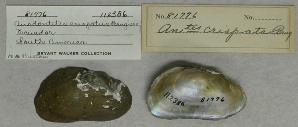 specimen