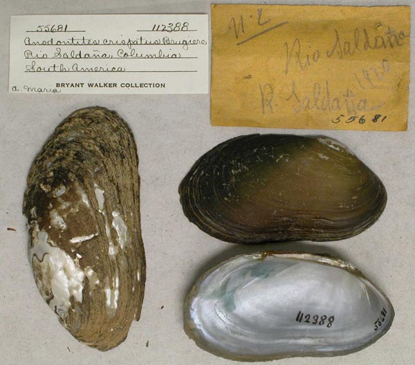 specimen