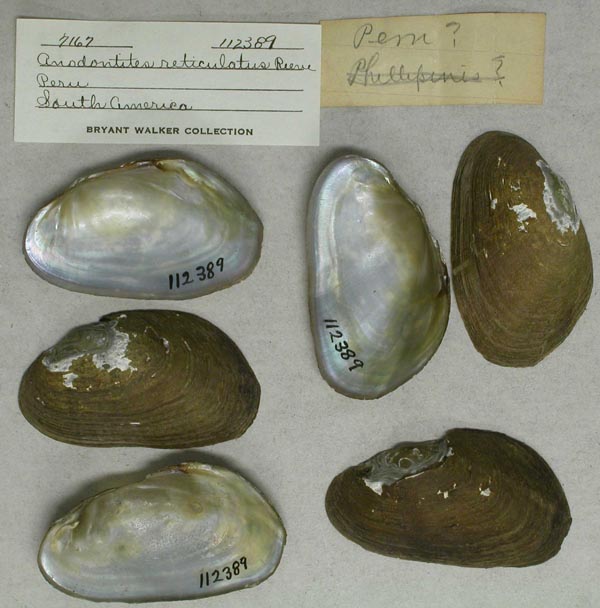 specimen