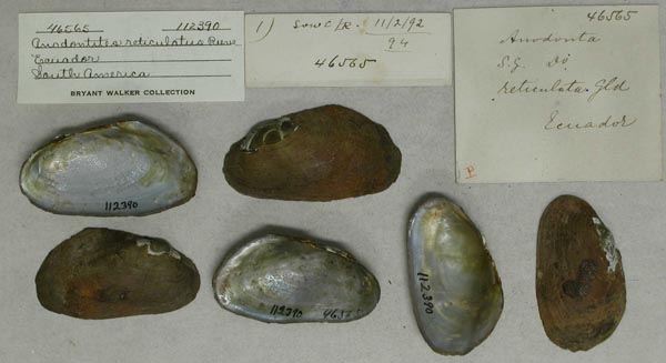specimen