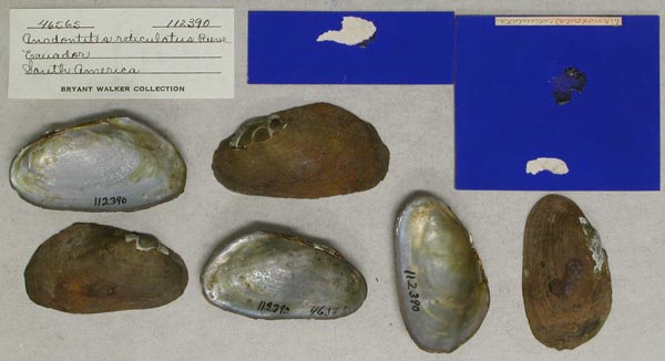 specimen