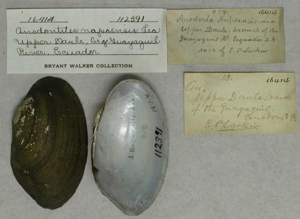 specimen