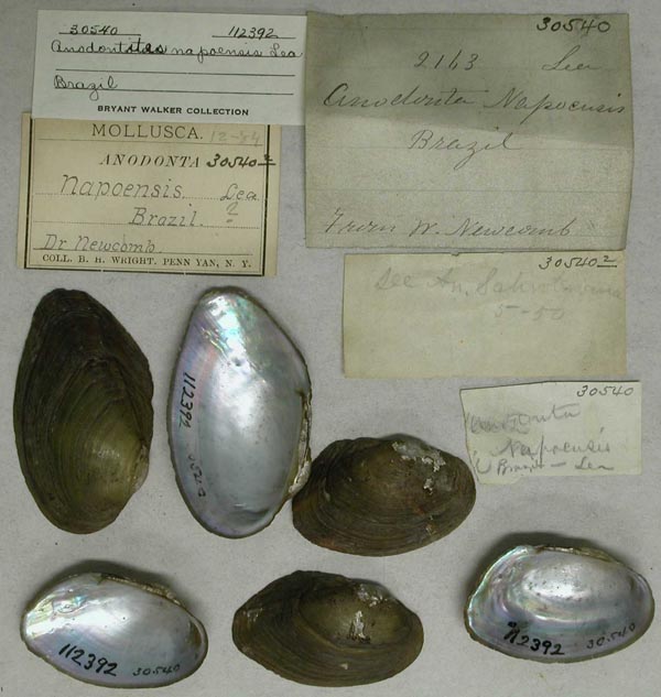 specimen