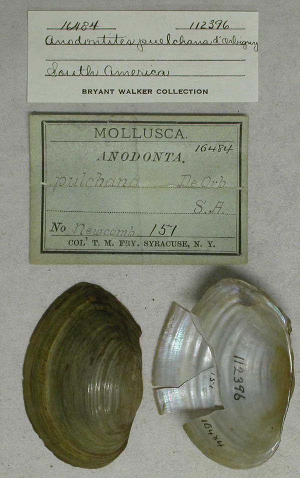 specimen