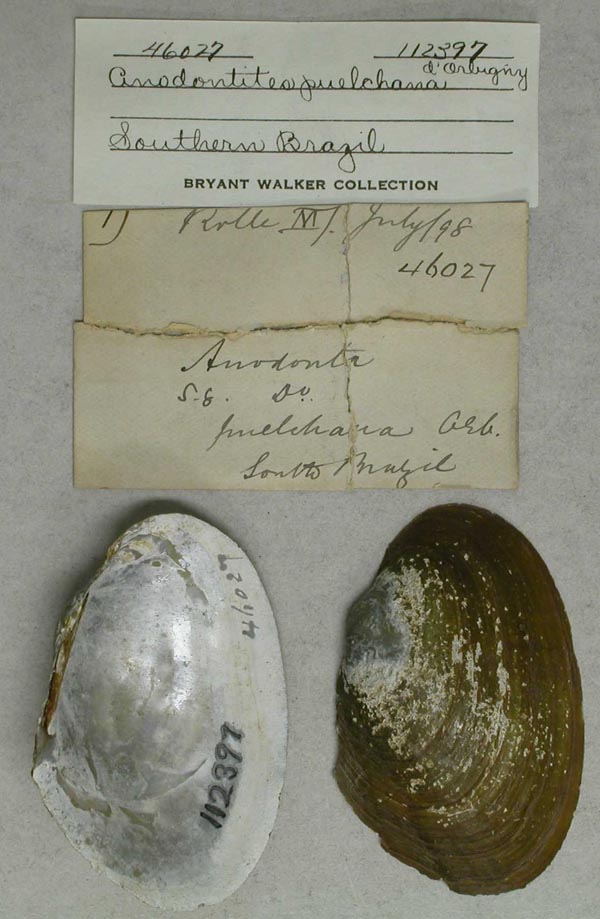 specimen