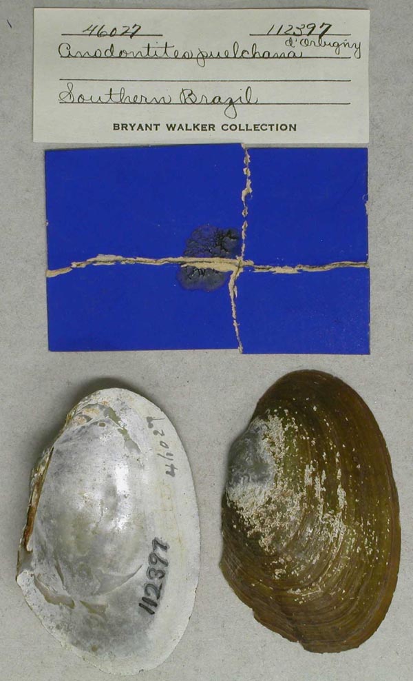 specimen