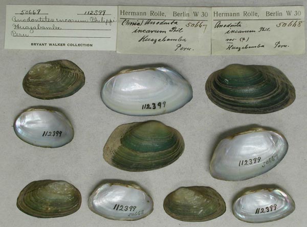 specimen