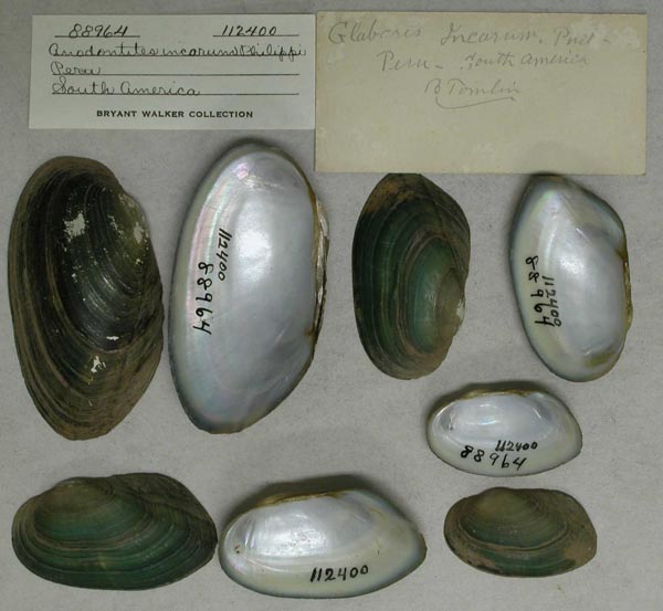 specimen