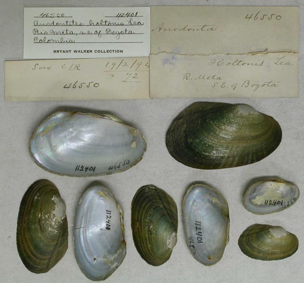 specimen