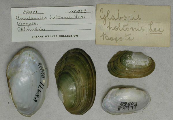 specimen
