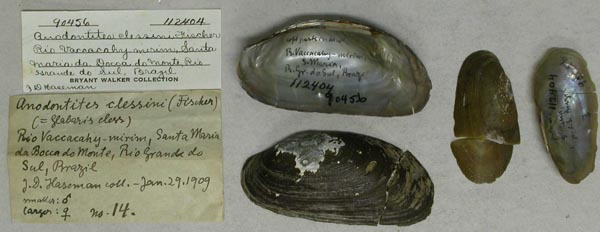 specimen