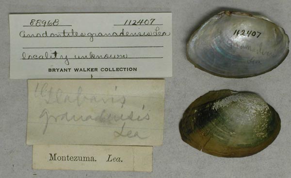specimen