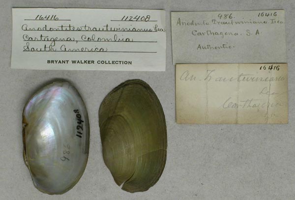 specimen