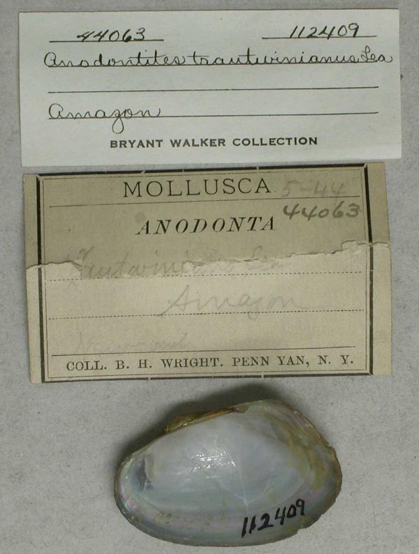 specimen