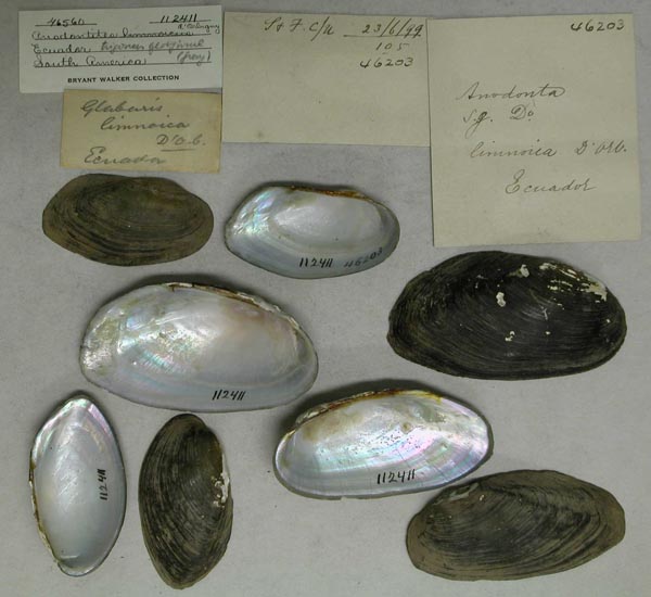 specimen
