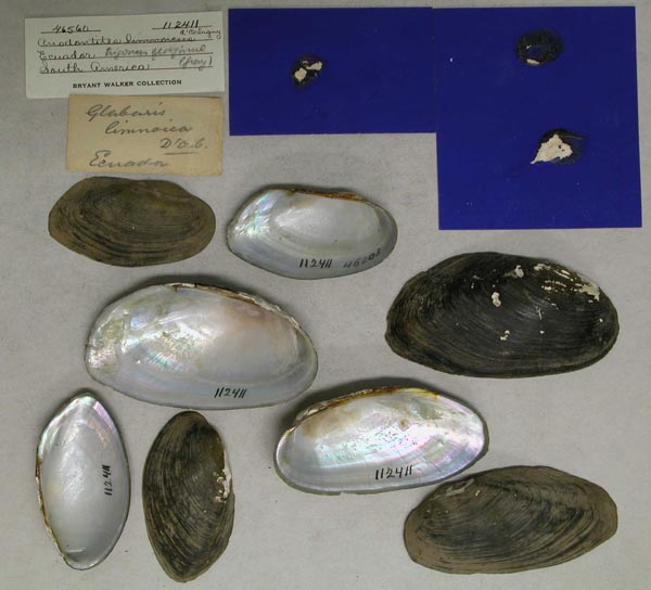 specimen