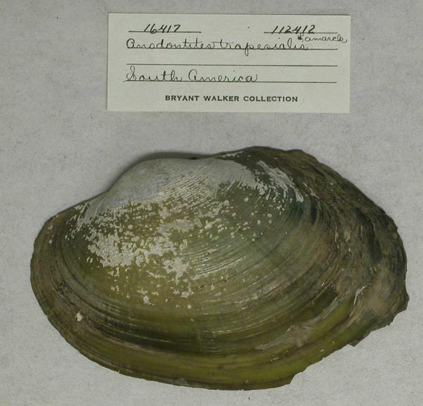 specimen