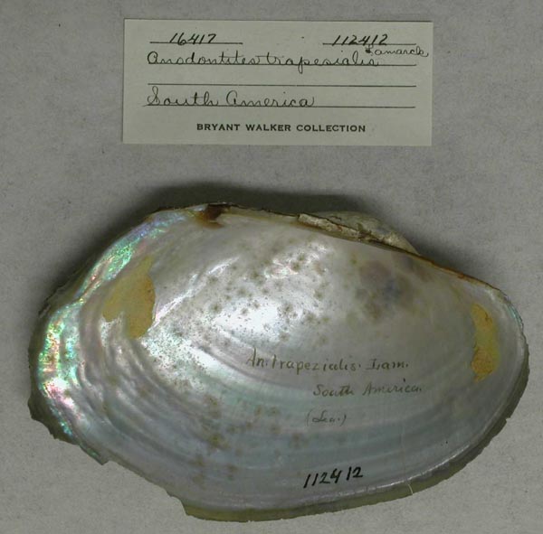 specimen