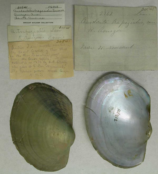 specimen