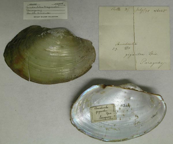 specimen