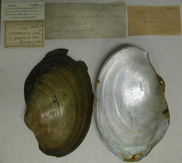 specimen