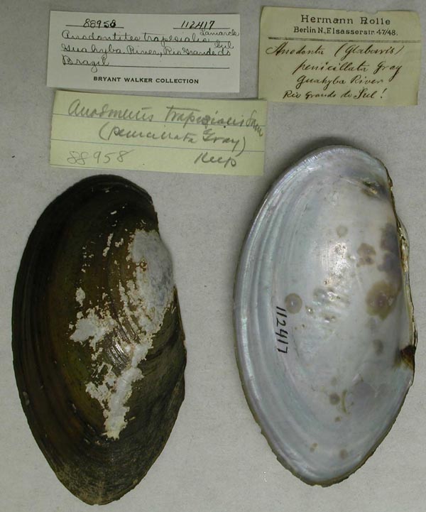 specimen