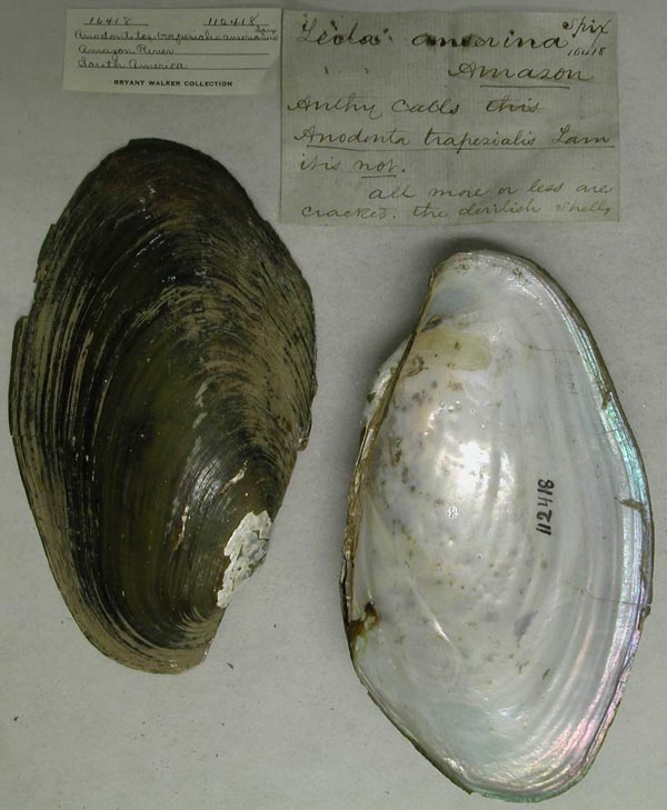 specimen