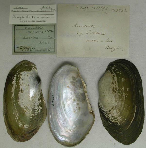 specimen