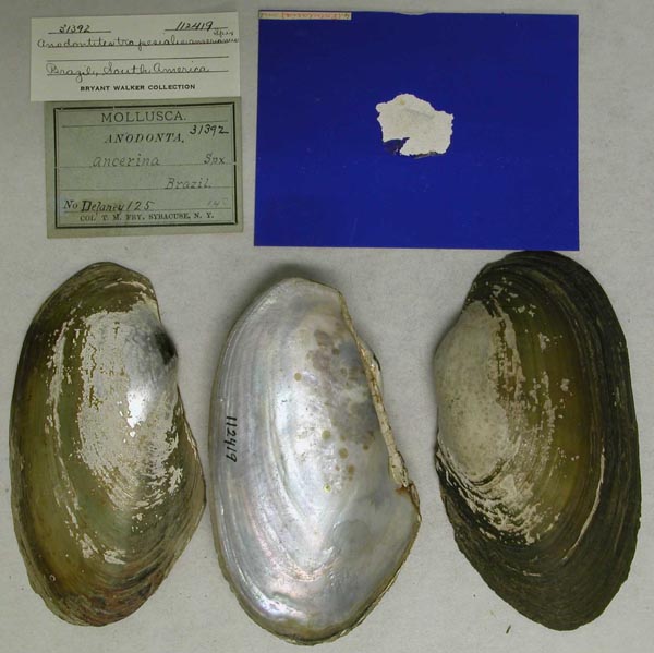 specimen