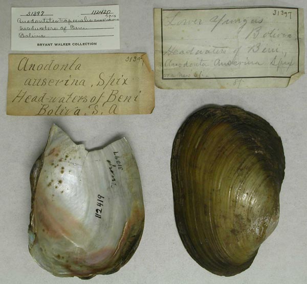 specimen