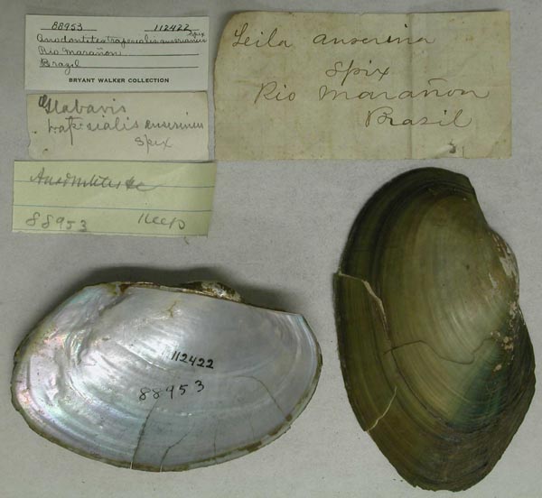 specimen