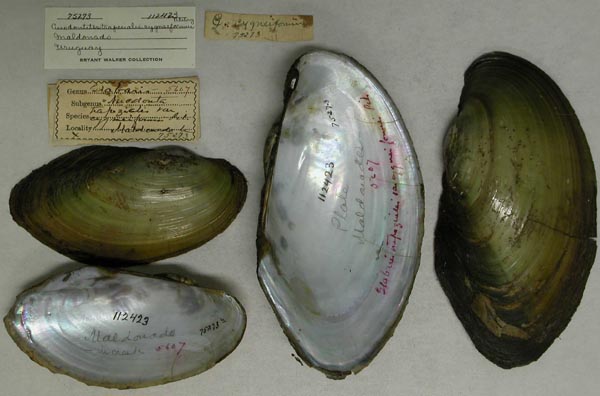 specimen