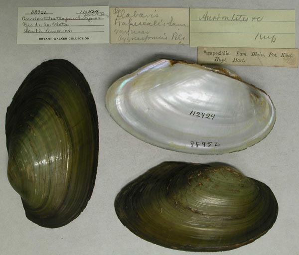 specimen