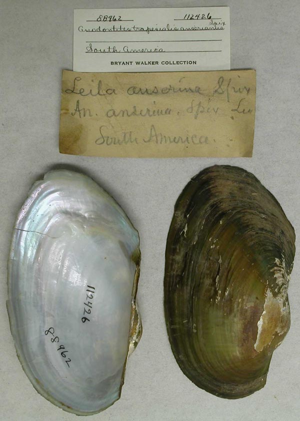 specimen
